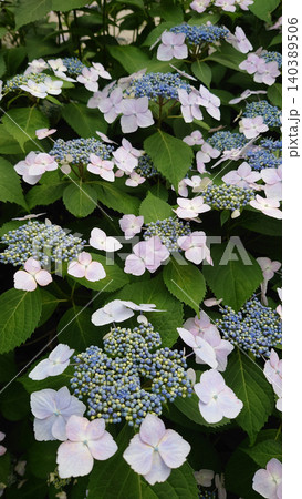 5月の庭に美しく開花したガクアジサイの花 5月の庭に美しく開花したガクアジサイの花 140389506