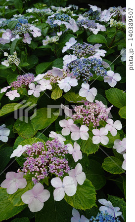 6月の梅雨の季節に満開に咲いた紫陽花の花 6月の梅雨の季節に満開に咲いた紫陽花の花 140389507