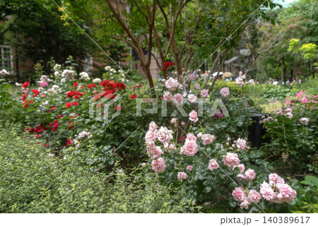 三菱一号館美術館 バラ園 三菱一号館美術館 バラ園 140389617