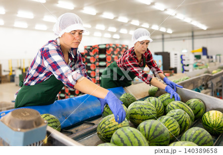 Women sorting fresh watermelons in factory 140389658
