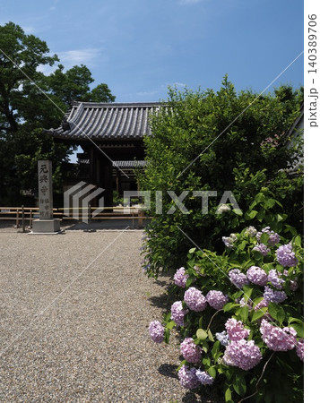 みずみずしい新緑とアジサイの色彩。爽やかな晴天の下で迎える元興寺の初夏風景 みずみずしい新緑とアジサイの色彩。爽やかな晴天の下で迎える元興寺の初夏風景 140389706