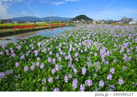 本薬師寺跡(もとやくしじ)「国指定特別史跡」のホテイアオイの花の大群落と大和三山、畝傍山 本薬師寺跡(もとやくしじ)「国指定特別史跡」のホテイアオイの花の大群落と大和三山、畝傍山 140390127