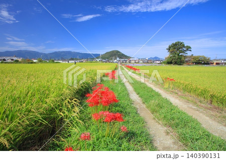 本薬師寺跡のホテイアオイの花の大群落と大和三山、畝傍山/稲穂と彼岸花咲く古都の初秋 本薬師寺跡のホテイアオイの花の大群落と大和三山、畝傍山/稲穂と彼岸花咲く古都の初秋 140390131