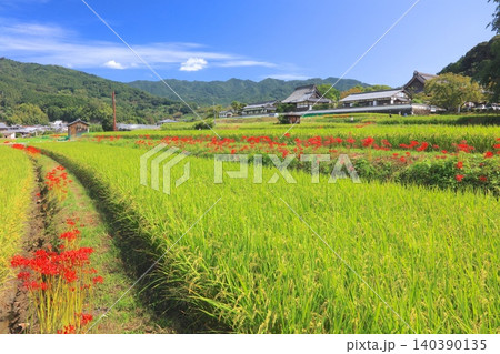 明日香村の初秋/橘寺(たちばなでら)「国指定史跡」周辺に広がるヒガンバナ群落と稲穂 明日香村の初秋/橘寺(たちばなでら)「国指定史跡」周辺に広がるヒガンバナ群落と稲穂 140390135