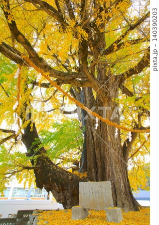 佐用の大イチョウ/樹齢1000年/樹高35m、幹周り8.61m/兵庫県指定天然記念物 佐用の大イチョウ/樹齢1000年/樹高35m、幹周り8.61m/兵庫県指定天然記念物 140390203
