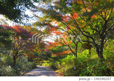 神戸市立森林植物園のもみじのトンネル道/六甲山/瀬戸内海国立公園 神戸市立森林植物園のもみじのトンネル道/六甲山/瀬戸内海国立公園 140390207