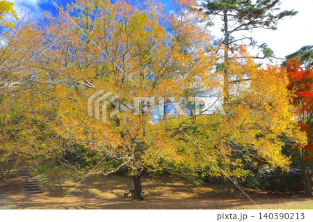 神戸市立森林植物園の花の咲く大きなアキニレの木/六甲山 神戸市立森林植物園の花の咲く大きなアキニレの木/六甲山 140390213