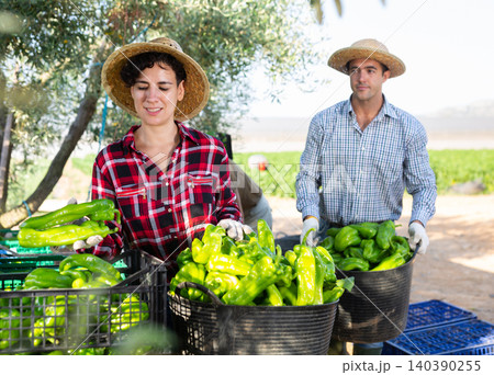 Female farm worker sorts bell peppers with others after harvest Female farm worker sorts bell peppers with others after harvest 140390255