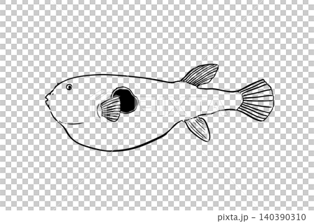 Illustration of a pufferfish; line drawing of a saltwater fish; in the style of a field guide. 140390310