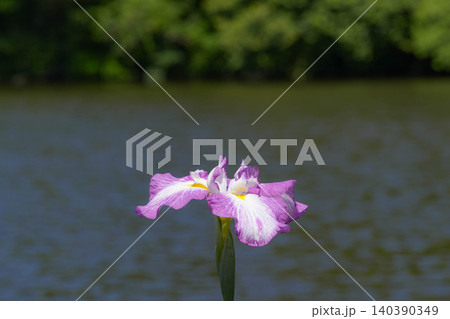 花菖蒲 外宮勾玉池 花菖蒲 外宮勾玉池 140390349