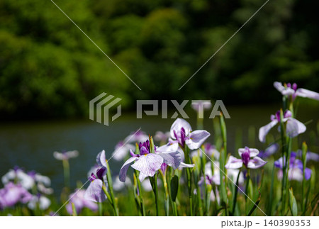 花菖蒲 外宮勾玉池 花菖蒲 外宮勾玉池 140390353