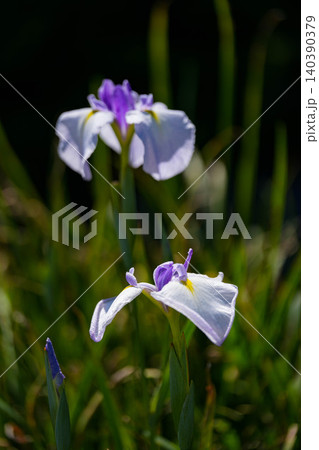 花菖蒲　外宮勾玉池 140390379