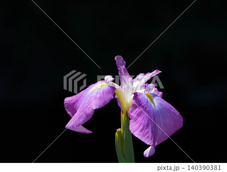 花菖蒲 外宮勾玉池 花菖蒲 外宮勾玉池 140390381