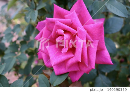 満開のローズピンクのバラの花　一輪クローズアップ 満開 日本 九州｜広告・Web・デザイン素材 140390559