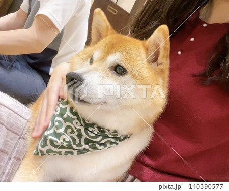 豆柴とのふれあい 140390577