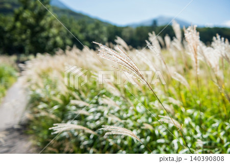 Miscanthus grass of grassland marsh of Tadewara Wetlands, Kokonoe 140390808