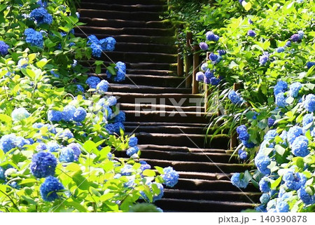 明月院の石段と紫陽花の風景 140390878