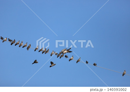 電線に集まる鳩の群れ 電線に集まる鳩の群れ 140391002
