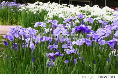 あしかがフラワーパークの花菖蒲4 140391164