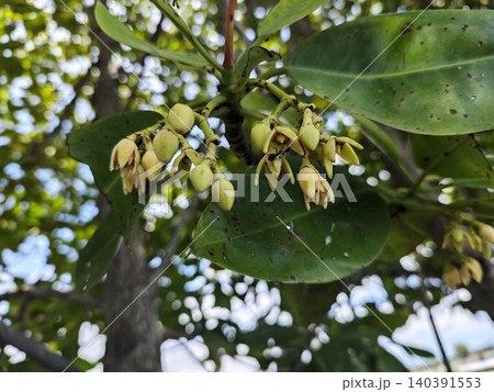 Macro Shot of Rhizophora apiculata Mangrove Tree Flowers and Small Buds Macro Shot of Rhizophora apiculata Mangrove Tree Flowers and Small Buds 140391553