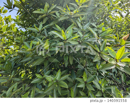 Lush Dense Avicennia Mangrove Foliage in Tropical Coastal Area 140391558