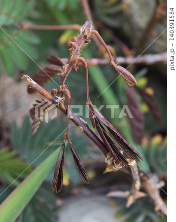 Close up of thorny Mimosa pudica plant stem and folding leaves Close up of thorny Mimosa pudica plant stem and folding leaves 140391584