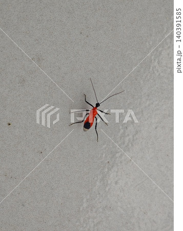 Small bright red assassin bug walking on textured light gray surface 140391585