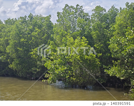 Dense mangrove forest with vibrant green leaves 140391591