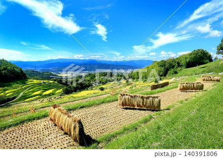 秋の稲倉の棚田 秋の稲倉の棚田 140391806