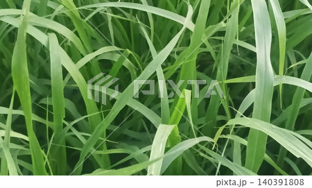 green grass with white leaves green grass with white leaves 140391808