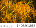 夕日に染まった稲穂 140391862