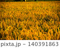 夕日に染まった稲穂 140391863