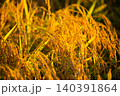 夕日に染まった稲穂 140391864