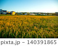 夕日に染まった稲穂 140391865