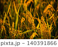 夕日に染まった稲穂 140391866