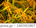 夕日に染まった稲穂 140391867