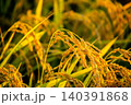 夕日に染まった稲穂 140391868