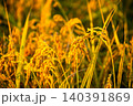 夕日に染まった稲穂 140391869