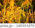 夕日に染まった稲穂 140391870