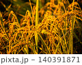 夕日に染まった稲穂 140391871