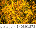 夕日に染まった稲穂 140391872