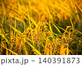 夕日に染まった稲穂 140391873