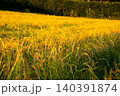 夕日に染まった稲穂 140391874