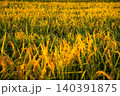 夕日に染まった稲穂 140391875