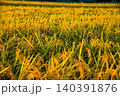 夕日に染まった稲穂 140391876