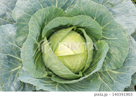 畑で育つキャベツ 畑で育つキャベツ 140391903