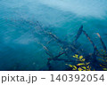 湯ノ湖　水没林 140392054