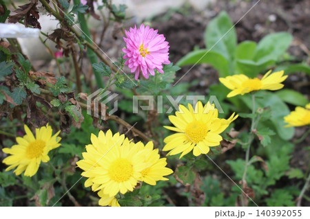 野に咲く 野菊 野に咲く 野菊 140392055