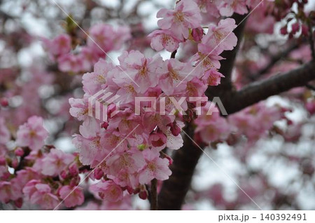 春の訪れを告げる桜 春の訪れを告げる桜 140392491