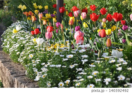 チューリップが咲き乱れる花壇 チューリップが咲き乱れる花壇 140392492
